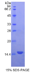 生长分化因子3(GDF3)重组蛋白