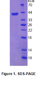 含杆状病毒IAP重复蛋白6(BIRC6)重组蛋白