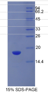溶质载体家族3成员2(SLC3A2)重组蛋白