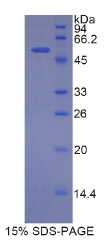 溶质载体家族3成员2(SLC3A2)重组蛋白