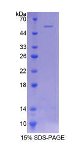 辅酶Q6同源物A(COQ6)重组蛋白