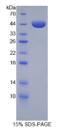 膜联蛋白A1(ANXA1)重组蛋白