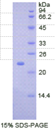 骨成型蛋白4(BMP4)重组蛋白