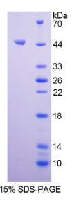 胰岛素样蛋白5(INSL5)重组蛋白