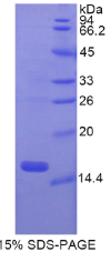 胃动蛋白1(GKN1)重组蛋白