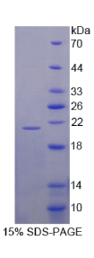 核糖体蛋白L23A(kl23A)重组蛋白