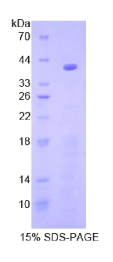 核因子κB(NFκB)重组蛋白