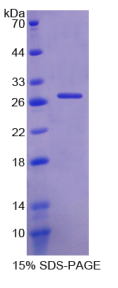 整合素α11(ITGα11)重组蛋白