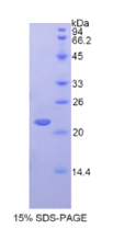 干扰素α4(IFNα4)重组蛋白