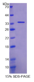 延伸蛋白A(ELOA)重组蛋白