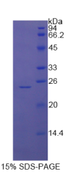 谷胱甘肽S转移酶μ2(GSTμ2)重组蛋白