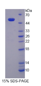 核连蛋白1(NUCB1)重组蛋白