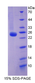 序列相似家族5成员C(FAM5C)重组蛋白