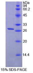 趋化因子C-X3-C-基元配体1(CX3CL1)重组蛋白