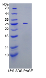 胱天蛋白酶5(CASP5)重组蛋白