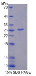 序列相似家族3成员B(FAM3B)重组蛋白