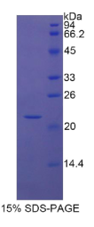 胰岛素样生长因子结合蛋白1(IGFBP1)重组蛋白