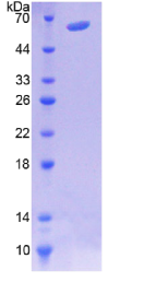 微管关联蛋白4(MAP4)重组蛋白
