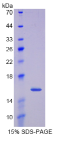 生长分化因子15(GDF15)重组蛋白