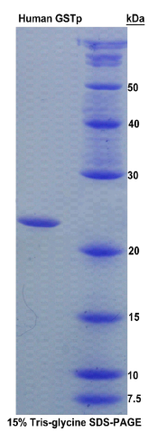 谷胱甘肽S转移酶μ2(GSTμ2)重组蛋白