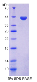 角蛋白33A(KRT33A)重组蛋白