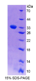 异戊烯半胱氨酸氧化酶1(PCYOX1)重组蛋白
