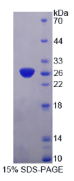 原钙黏素α1(PCDHα1)重组蛋白