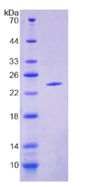 晶状体蛋白αB(CRYαB)重组蛋白