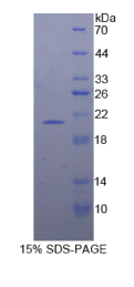 干扰素α7(IFNα7)重组蛋白