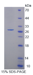 原钙黏素α1(PCDHα1)重组蛋白