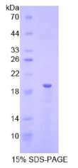 核糖核酸酶A3(RNASE3)重组蛋白