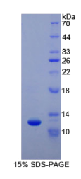 细胞色素C(CYCS)重组蛋白