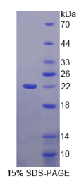 冠层2同源物(CNPY2)重组蛋白