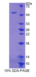 整合素α8(ITGα8)重组蛋白