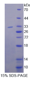 磷酸肌醇-3-激酶衔接蛋白1(PIK3AP1)重组蛋白