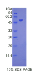 干扰素α8(IFNα8)重组蛋白