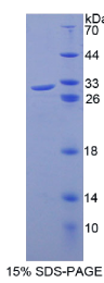 细胞分裂周期因子23(CDC23)重组蛋白