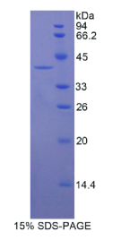 角蛋白16(KRT16)重组蛋白