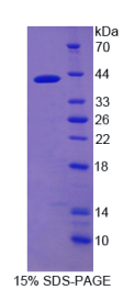 核因子κB(NFκB)重组蛋白