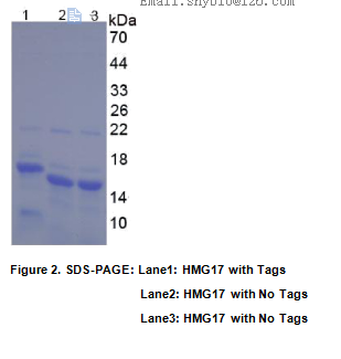 高迁移率族蛋白17(HMG17)重组蛋白