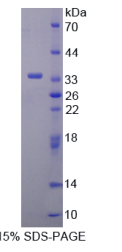 激肽释放酶8(KLK8)重组蛋白