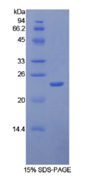 细胞间粘附分子4(ICAM4)重组蛋白