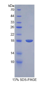 骨形成蛋白15(BMP15)重组蛋白