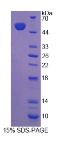 辅酶Q10同源物B(COQ10B)重组蛋白