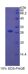 整合素α2(ITGα2)重组蛋白