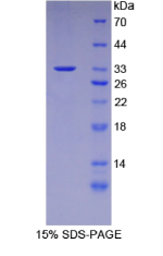 含CASP8和FADD样凋亡调节因子(CFLAR)重组蛋白