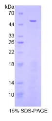 纤维介素蛋白(FGL2)重组蛋白