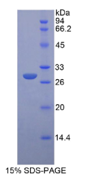胰岛素样生长因子2受体(IGF2R)重组蛋白