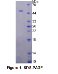 钠/钾离子转运ATP酶α1肽(ATP1α1)重组蛋白