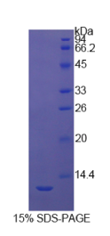 胱天蛋白酶4(CASP4)重组蛋白